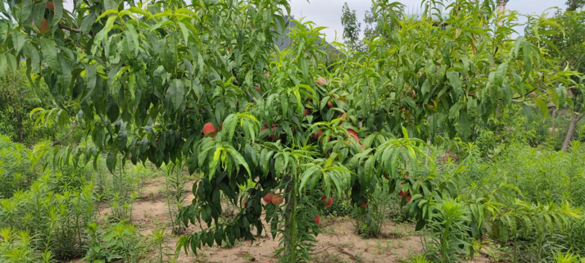 博陽(yáng)機(jī)械組織“樂享豐收，‘桃’醉一夏”采摘活動(dòng)